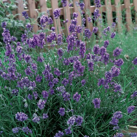 Lavandula angustifolia 'Dwarf Blue' P9 - afbeelding 7
