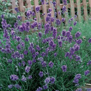 Lavandula angustifolia 'Dwarf Blue' P9 - afbeelding 7