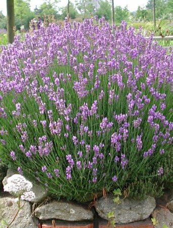 Lavandula angustifolia 'Dwarf Blue' P9 - afbeelding 1