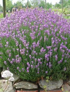 Lavandula angustifolia 'Dwarf Blue' P9