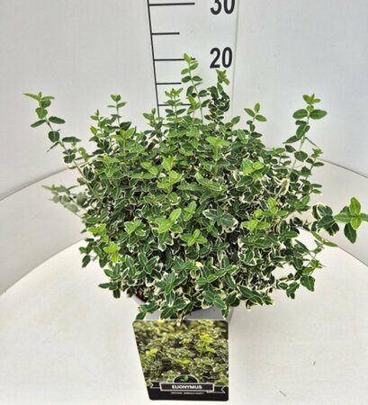 Euonymus fortunei 'Emerald Gaiety' C1.5 - afbeelding 2