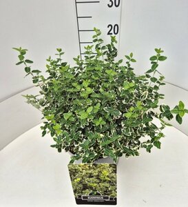 Euonymus fortunei 'Emerald Gaiety' C1.5 - afbeelding 2