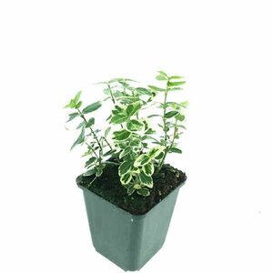 Euonymus fortunei 'Emerald Gaiety' C1.5 - afbeelding 19