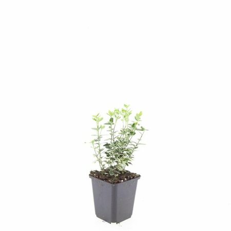 Euonymus fortunei 'Emerald Gaiety' C1.5 - afbeelding 12