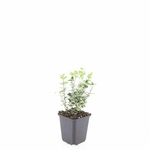 Euonymus fortunei 'Emerald Gaiety' C1.5 - afbeelding 12