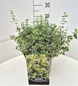 Euonymus fortunei 'Emerald Gaiety' C1.5 - afbeelding 4
