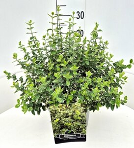 Euonymus fortunei 'Emerald Gaiety' C1.5 - afbeelding 6
