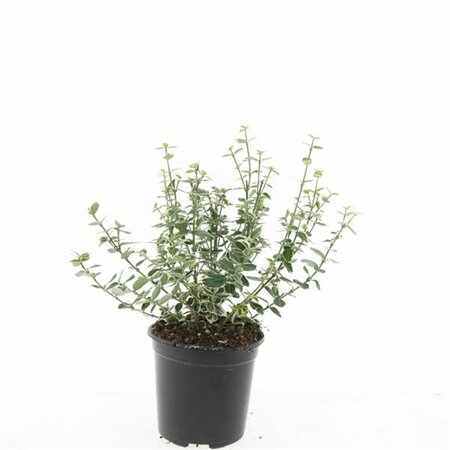 Euonymus fortunei 'Emerald Gaiety' C1.5 - afbeelding 13