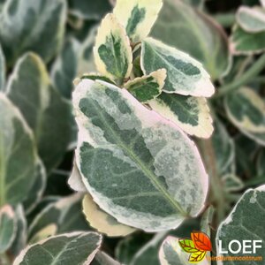 Euonymus fortunei 'Emerald Gaiety' C1.5