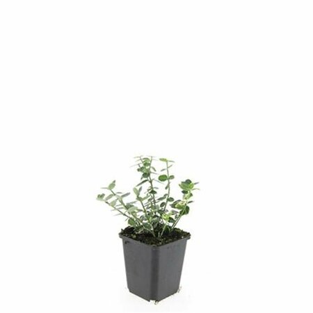 Euonymus fortunei 'Emerald Gaiety' C1.5 - afbeelding 11