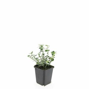 Euonymus fortunei 'Emerald Gaiety' C1.5 - afbeelding 11