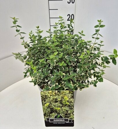 Euonymus fortunei 'Emerald Gaiety' C1.5 - afbeelding 7