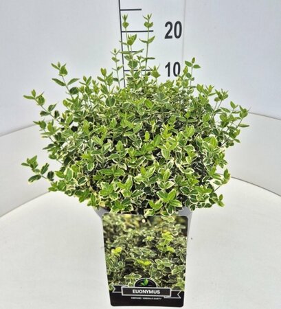 Euonymus fortunei 'Emerald Gaiety' C1.5 - afbeelding 9