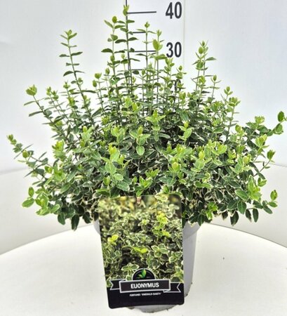 Euonymus fortunei 'Emerald Gaiety' C1.5 - afbeelding 21