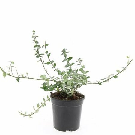 Euonymus fortunei 'Emerald Gaiety' C1.5 - afbeelding 16