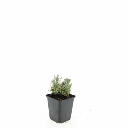 Lavandula angustifolia 'Hidcote' C1.5 - afbeelding 10
