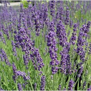 Lavandula angustifolia 'Hidcote' C1.5 - afbeelding 3