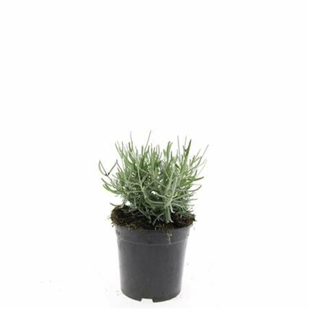 Lavandula angustifolia 'Hidcote' C1.5 - afbeelding 9