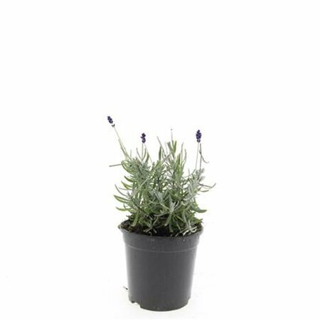 Lavandula angustifolia 'Hidcote' C1.5 - afbeelding 3