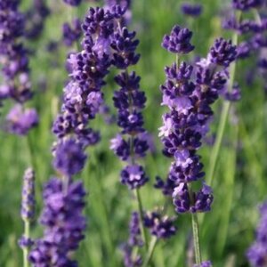 Lavandula angustifolia 'Hidcote' C1.5 - afbeelding 5