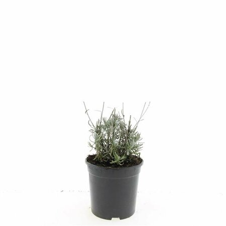 Lavandula angustifolia 'Hidcote' C1.5 - afbeelding 8