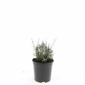 Lavandula angustifolia 'Hidcote' C1.5 - afbeelding 8