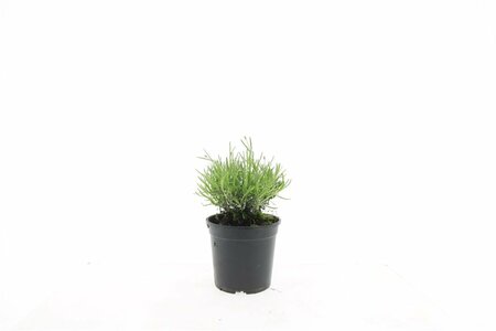 Lavandula angustifolia 'Hidcote' C1.5 - afbeelding 2