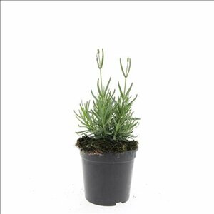 Lavandula angustifolia 'Hidcote' C1.5 - afbeelding 10