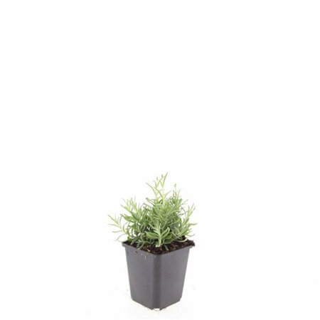 Lavandula angustifolia 'Hidcote' C1.5 - afbeelding 9