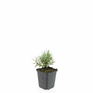 Lavandula angustifolia 'Hidcote' C1.5 - afbeelding 20