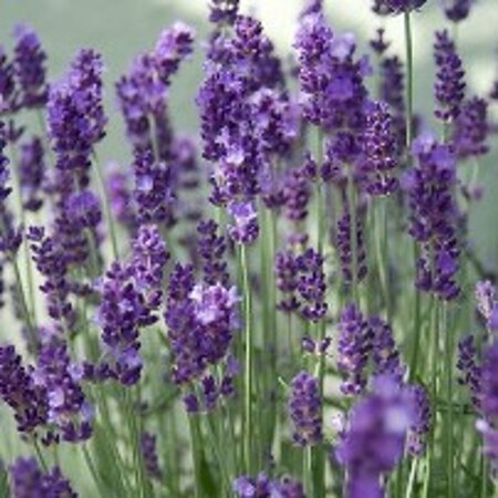 Lavandula angustifolia 'Hidcote' C1.5 - afbeelding 6