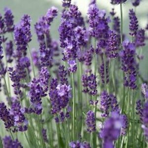 Lavandula angustifolia 'Hidcote' C1.5 - afbeelding 6
