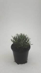 Lavandula angustifolia 'Hidcote' C1.5 - afbeelding 5