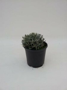 Lavandula angustifolia 'Hidcote' C1.5 - afbeelding 4