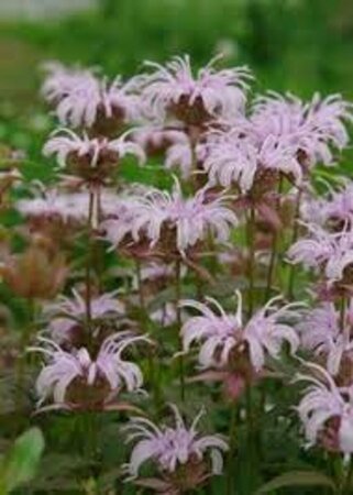 Monarda bradburiana P9 - afbeelding 1