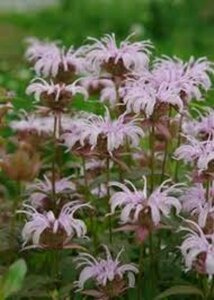 Monarda bradburiana P9