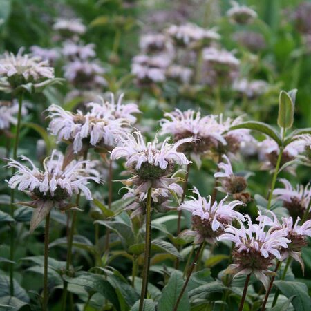 Monarda bradburiana P9 - afbeelding 2