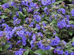 Pulmonaria 'Blue Ensign' P9 - afbeelding 1