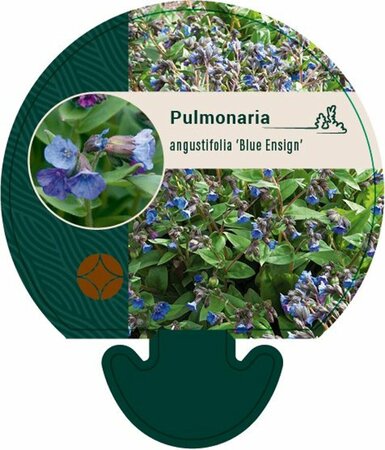 Pulmonaria 'Blue Ensign' P9 - afbeelding 5