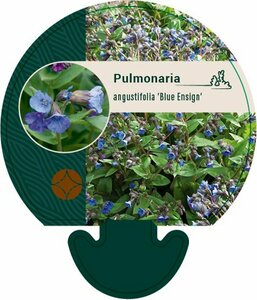 Pulmonaria 'Blue Ensign' P9
