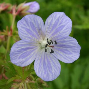 Geranium pratense 'Mrs Kendall Clark' P9 - afbeelding 2