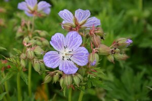 Geranium pratense 'Mrs Kendall Clark' P9 - afbeelding 3