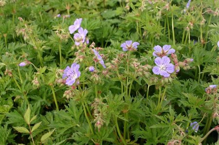 Geranium pratense 'Mrs Kendall Clark' P9 - afbeelding 4