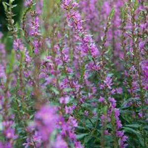 Lythrum salicaria P9 - afbeelding 2