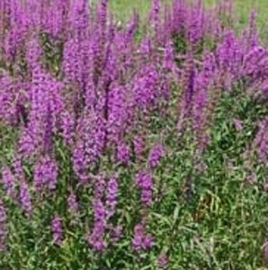 Lythrum salicaria P9 - afbeelding 3