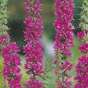 Lythrum salicaria P9 - afbeelding 4