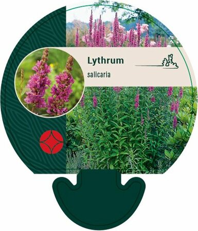 Lythrum salicaria P9 - afbeelding 7