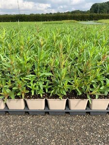 Lythrum salicaria P9 - afbeelding 5