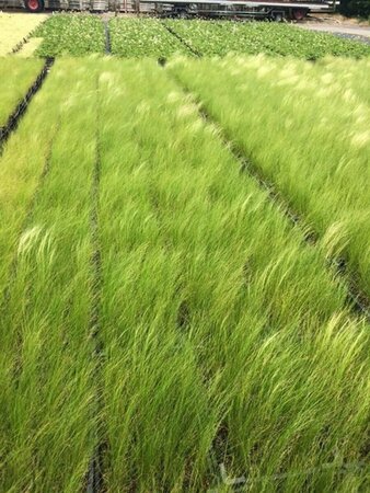 Stipa tenuissima 'Ponytails' C2 - afbeelding 16