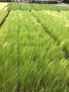 Stipa tenuissima 'Ponytails' C2 - afbeelding 16
